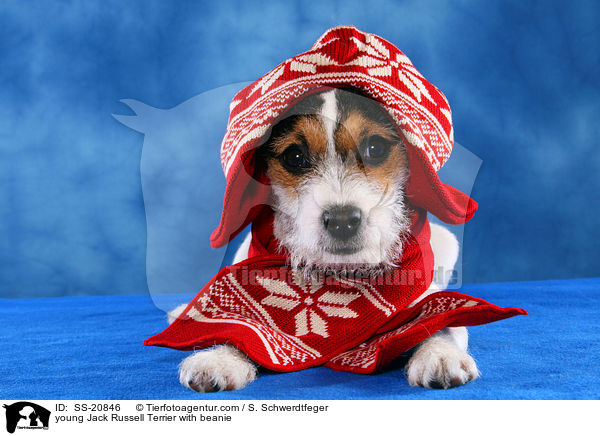 young Jack Russell Terrier with beanie / SS-20846