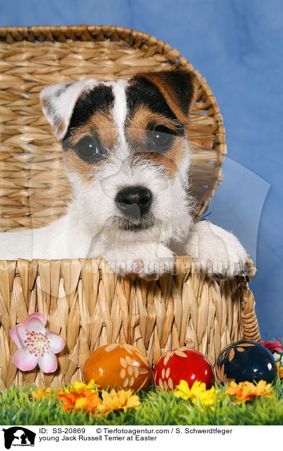 young Jack Russell Terrier at Easter / SS-20869
