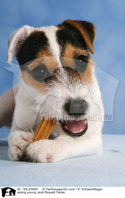 fressender junger Parson Russell Terrier / eating young Parson Russell Terrier / SS-20894