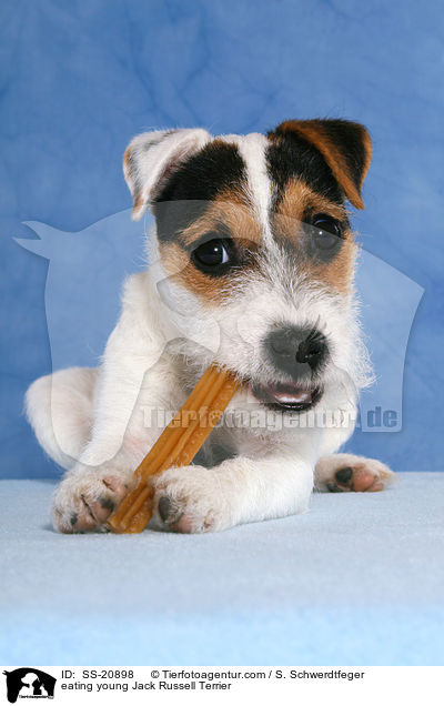 fressender junger Parson Russell Terrier / eating young Parson Russell Terrier / SS-20898