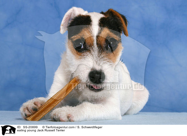 fressender junger Parson Russell Terrier / eating young Parson Russell Terrier / SS-20899