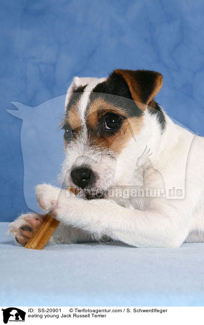 fressender junger Parson Russell Terrier / eating young Parson Russell Terrier / SS-20901