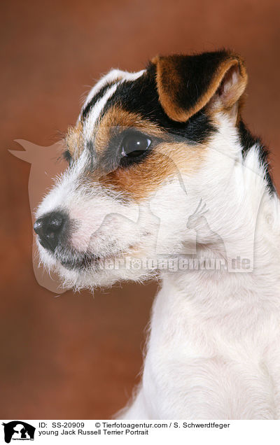 junger Parson Russell Terrier / young Parson Russell Terrier / SS-20909