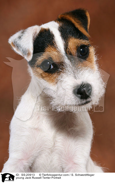 young Jack Russell Terrier Portrait / SS-20913
