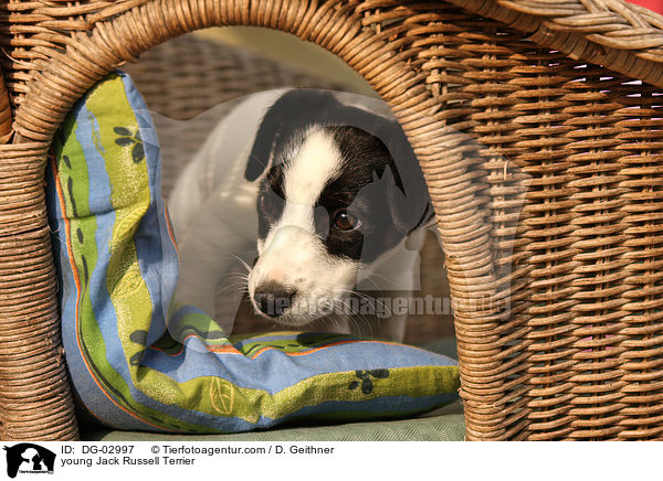 junger Jack Russell Terrier / young Jack Russell Terrier / DG-02997