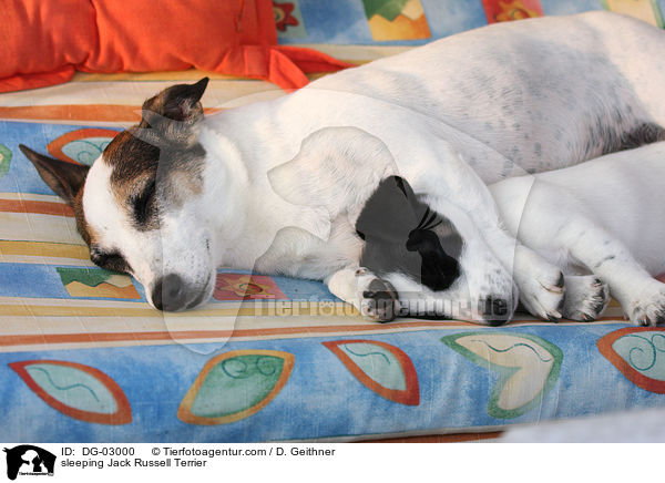 sleeping Jack Russell Terrier / DG-03000
