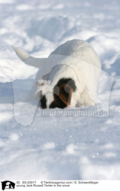 junger Parson Russell Terrier im Schnee / young Parson Russell Terrier in the snow / SS-20917