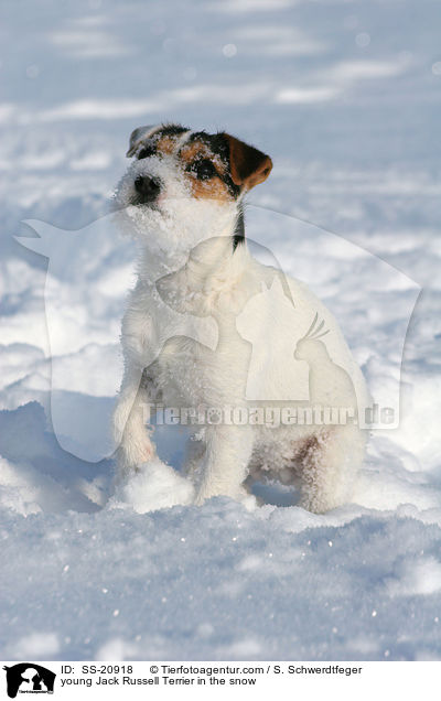 junger Parson Russell Terrier im Schnee / young Parson Russell Terrier in the snow / SS-20918