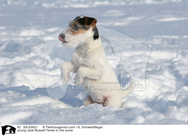 junger Parson Russell Terrier im Schnee / young Parson Russell Terrier in the snow / SS-20921