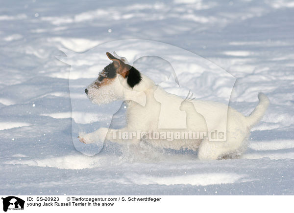 junger Parson Russell Terrier im Schnee / young Parson Russell Terrier in the snow / SS-20923