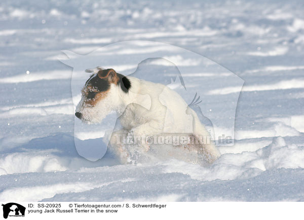young Jack Russell Terrier in the snow / SS-20925