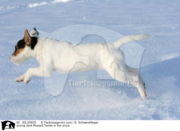 junger Parson Russell Terrier im Schnee / young Parson Russell Terrier in the snow / SS-20930