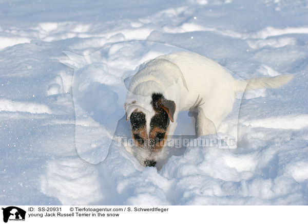young Jack Russell Terrier in the snow / SS-20931