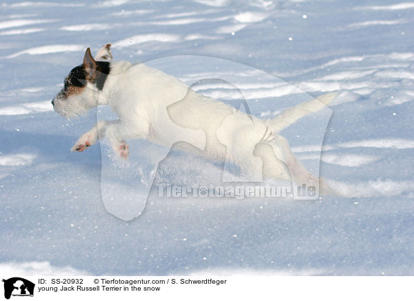junger Parson Russell Terrier im Schnee / young Parson Russell Terrier in the snow / SS-20932