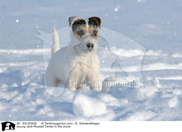 junger Parson Russell Terrier im Schnee / young Parson Russell Terrier in the snow / SS-20936