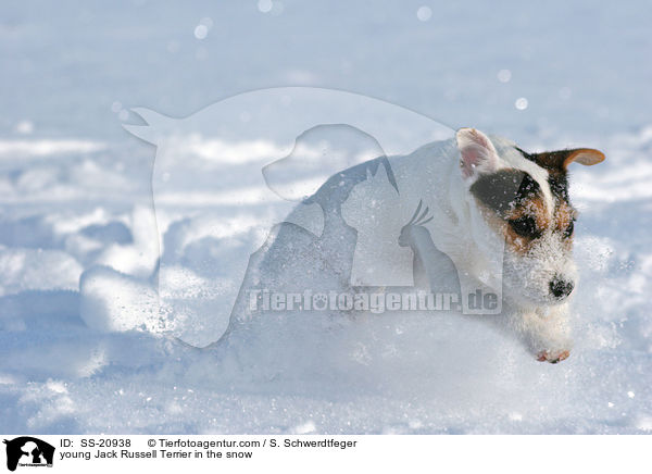 junger Parson Russell Terrier im Schnee / young Parson Russell Terrier in the snow / SS-20938