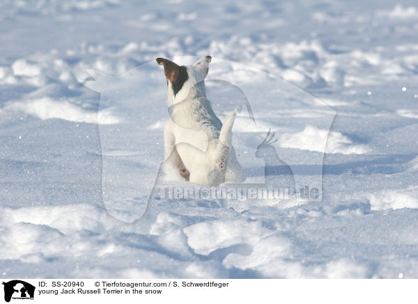 junger Parson Russell Terrier im Schnee / young Parson Russell Terrier in the snow / SS-20940