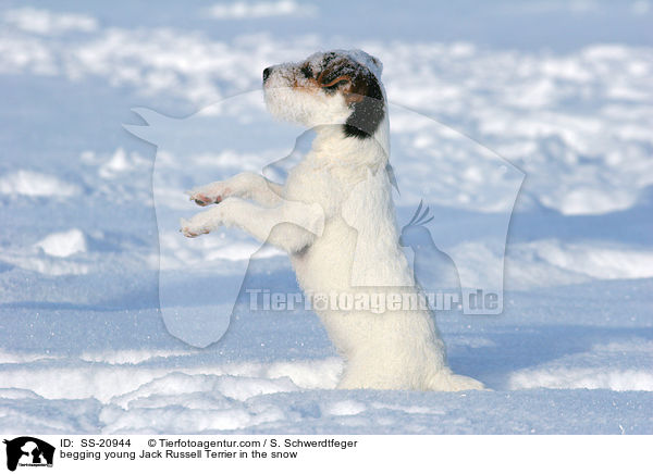 junger Parson Russell Terrier macht im Schnee Mnnchen / begging young Parson Russell Terrier in the snow / SS-20944