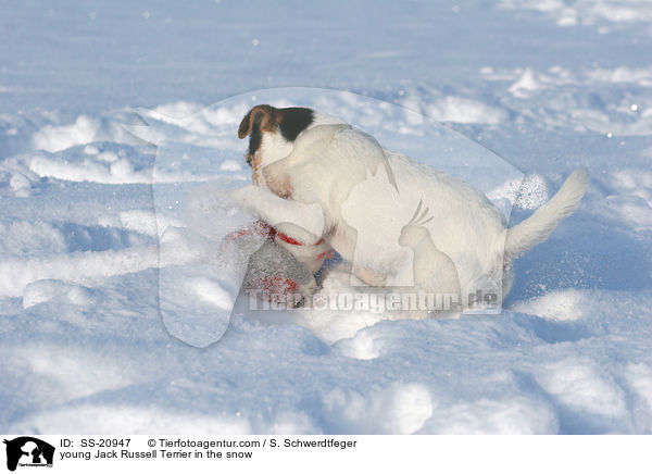 junger Parson Russell Terrier im Schnee / young Parson Russell Terrier in the snow / SS-20947
