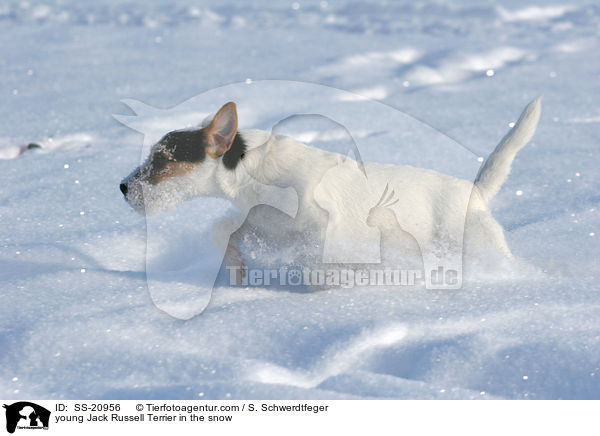 junger Parson Russell Terrier im Schnee / young Parson Russell Terrier in the snow / SS-20956