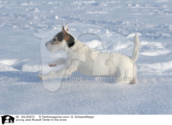 young Jack Russell Terrier in the snow / SS-20973