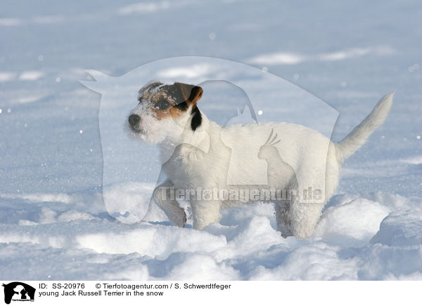 junger Parson Russell Terrier im Schnee / young Parson Russell Terrier in the snow / SS-20976
