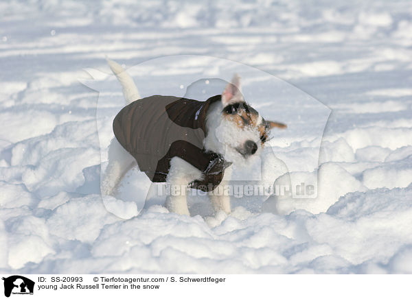 junger Parson Russell Terrier im Schnee / young Parson Russell Terrier in the snow / SS-20993