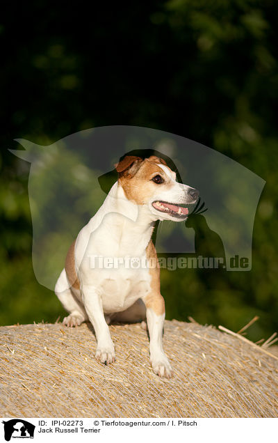 Jack Russell Terrier / Jack Russell Terrier / IPI-02273