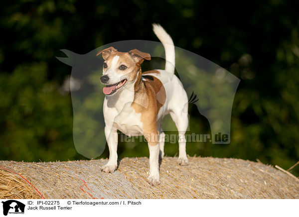 Jack Russell Terrier / Jack Russell Terrier / IPI-02275