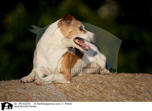 Jack Russell Terrier / IPI-02279