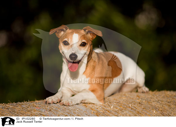 Jack Russell Terrier / Jack Russell Terrier / IPI-02280
