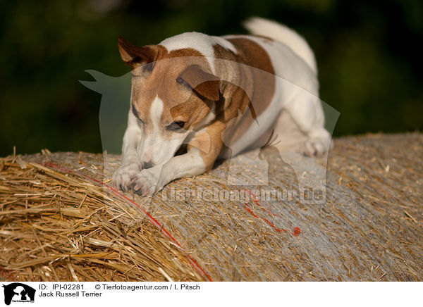 Jack Russell Terrier / Jack Russell Terrier / IPI-02281