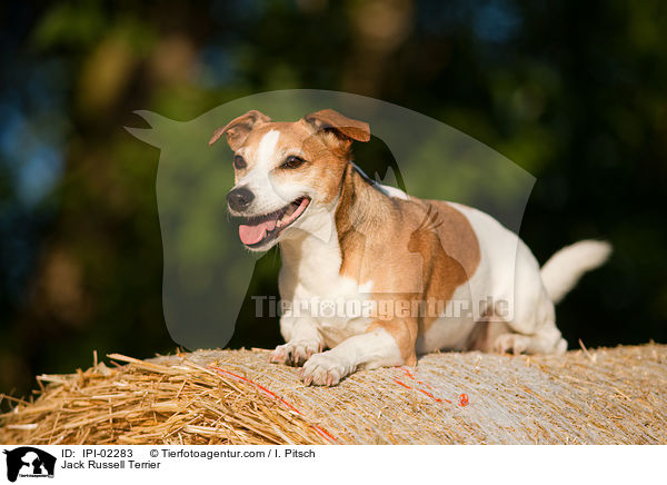 Jack Russell Terrier / Jack Russell Terrier / IPI-02283