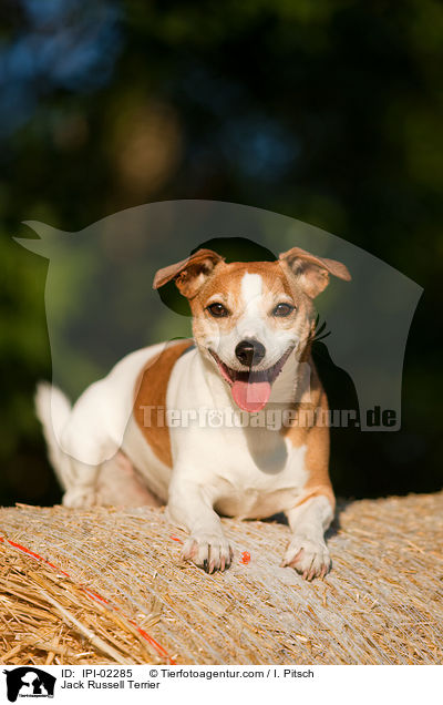 Jack Russell Terrier / Jack Russell Terrier / IPI-02285