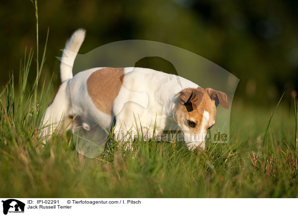 Jack Russell Terrier / IPI-02291