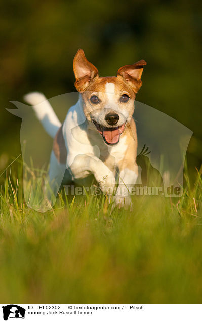 running Jack Russell Terrier / IPI-02302
