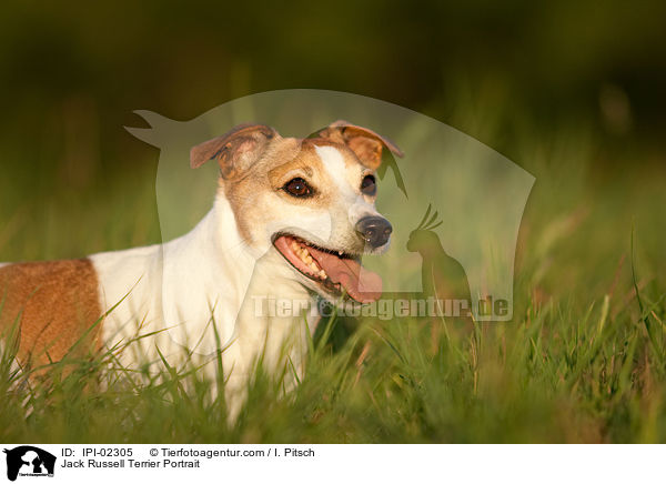 Jack Russell Terrier Portrait / Jack Russell Terrier Portrait / IPI-02305