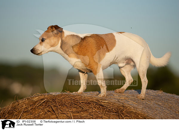 Jack Russell Terrier / Jack Russell Terrier / IPI-02306