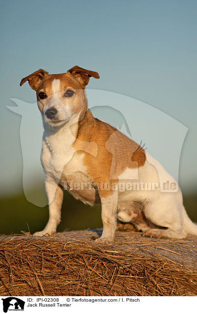 Jack Russell Terrier / Jack Russell Terrier / IPI-02308