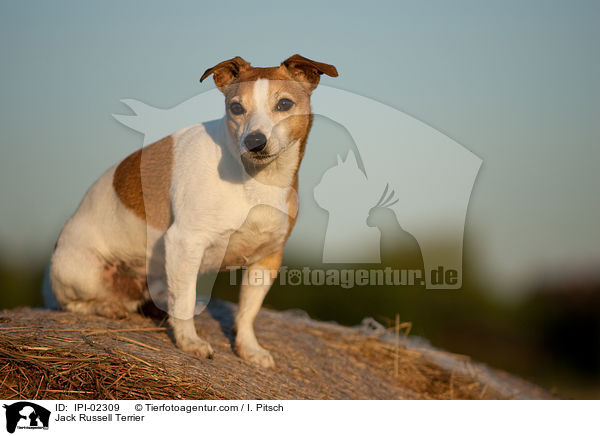Jack Russell Terrier / Jack Russell Terrier / IPI-02309