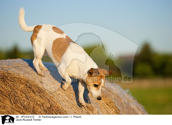 Jack Russell Terrier / IPI-02310
