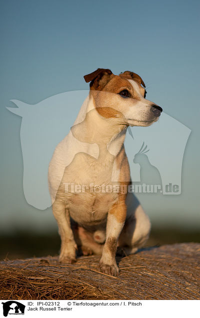 Jack Russell Terrier / Jack Russell Terrier / IPI-02312