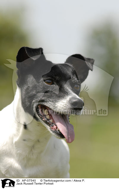 Jack Russell Terrier Portrait / Jack Russell Terrier Portrait / AP-07540