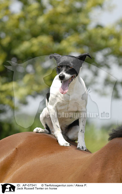 Jack Russell Terrier on horse / AP-07541