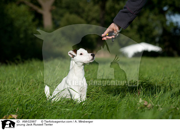 junger Jack Russell Terrier / young Jack Russell Terrier / AM-02987