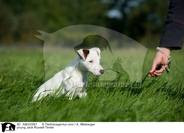 junger Jack Russell Terrier / young Jack Russell Terrier / AM-02991