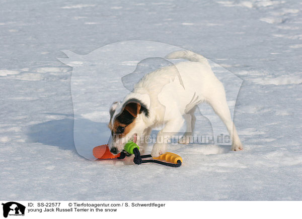 junger Parson Russell Terrier im Schnee / young Parson Russell Terrier in the snow / SS-22577