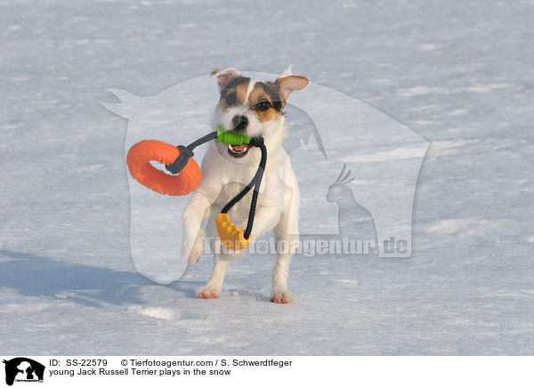 junger Parson Russell Terrier spielt im Schnee / young Parson Russell Terrier plays in the snow / SS-22579