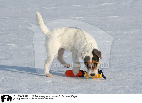 junger Parson Russell Terrier im Schnee / young Parson Russell Terrier in the snow / SS-22590