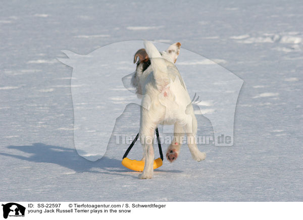 junger Parson Russell Terrier spielt im Schnee / young Parson Russell Terrier plays in the snow / SS-22597